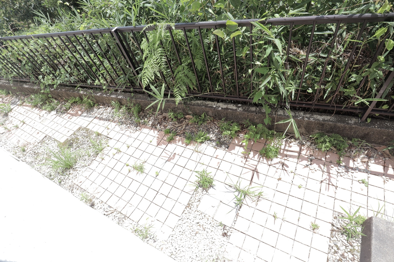 北新町戸建の庭