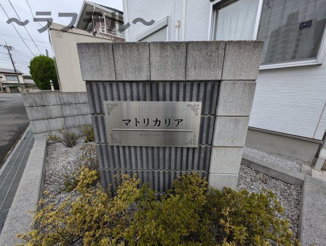 マトリカリアのその他