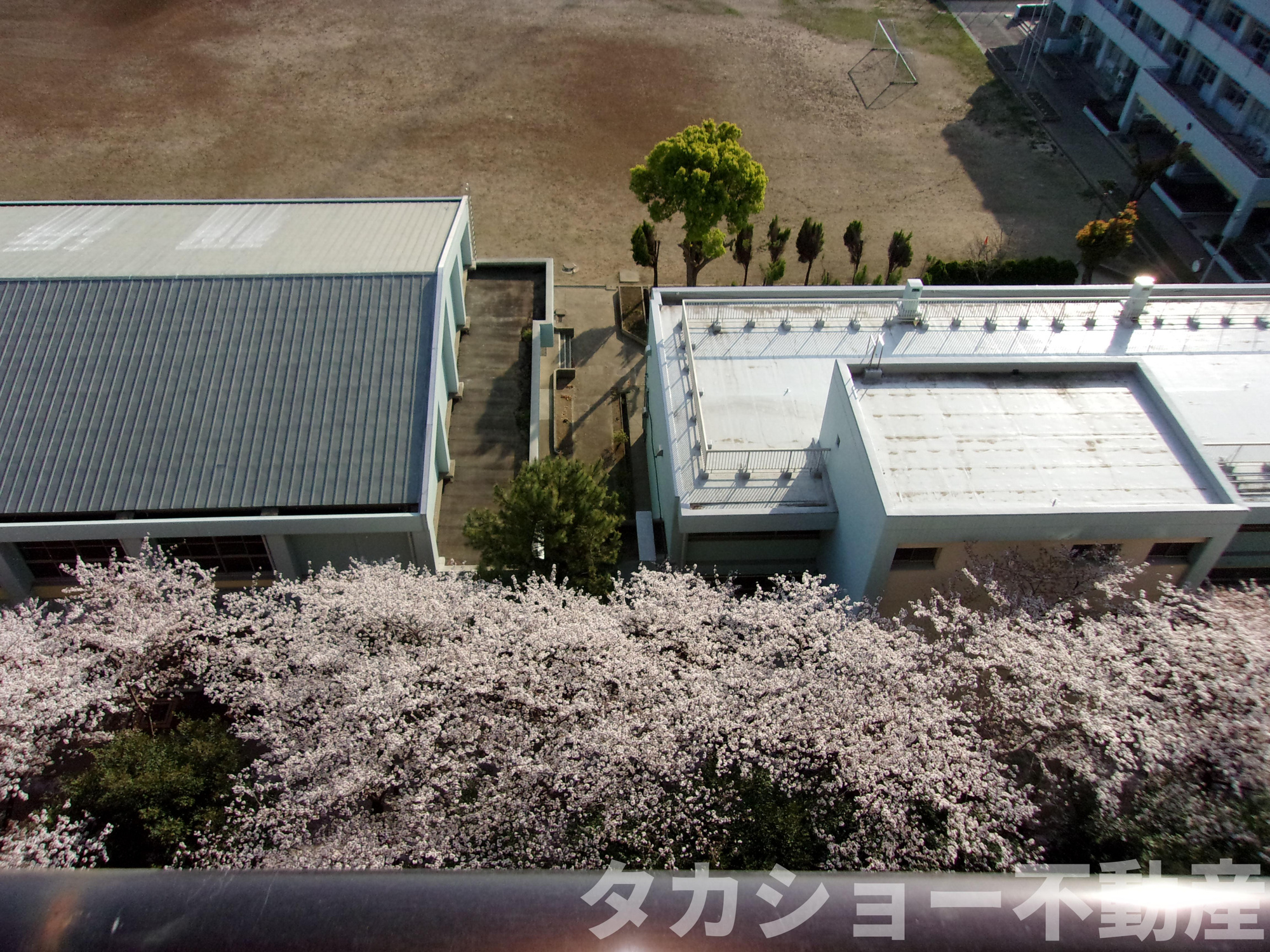 ライオンズプラザ稲毛海岸の展望|この時期は眼下に一面のサクラが!!!