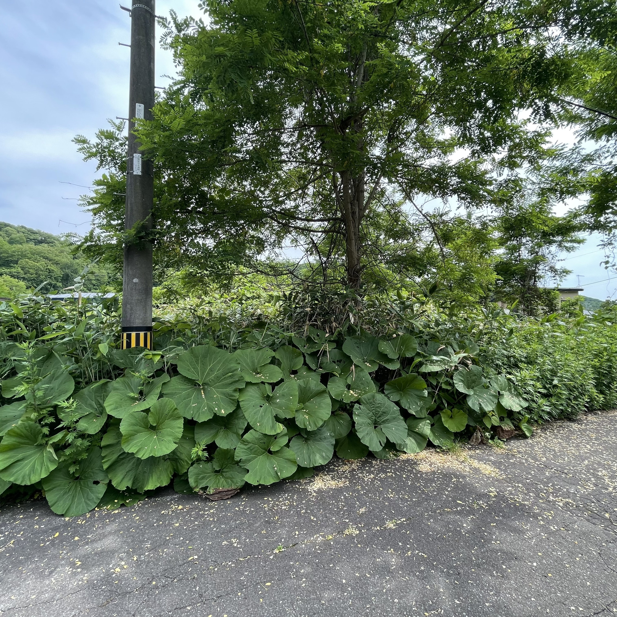 室蘭市陣屋町5丁目7-1　土地のその他